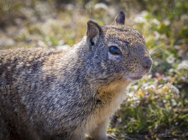 USA, California, Morro Bay State Park, Portrait of ground squirrel