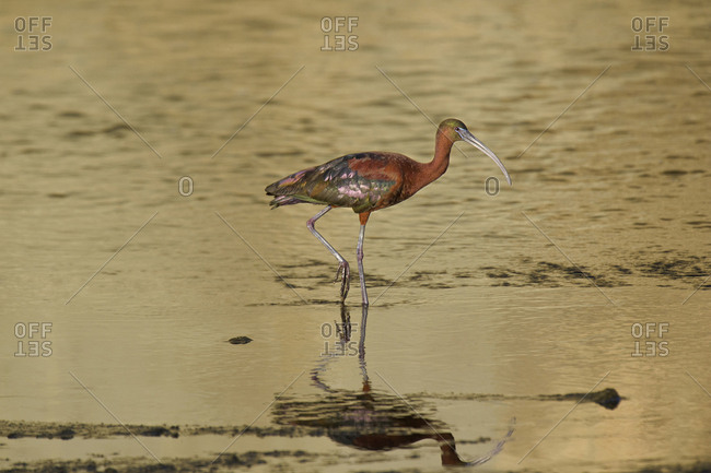 USA, California, Los Angeles, Glossy ibis in breeding plumage