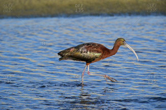 USA, California, Los Angeles, Glossy ibis in breeding plumage