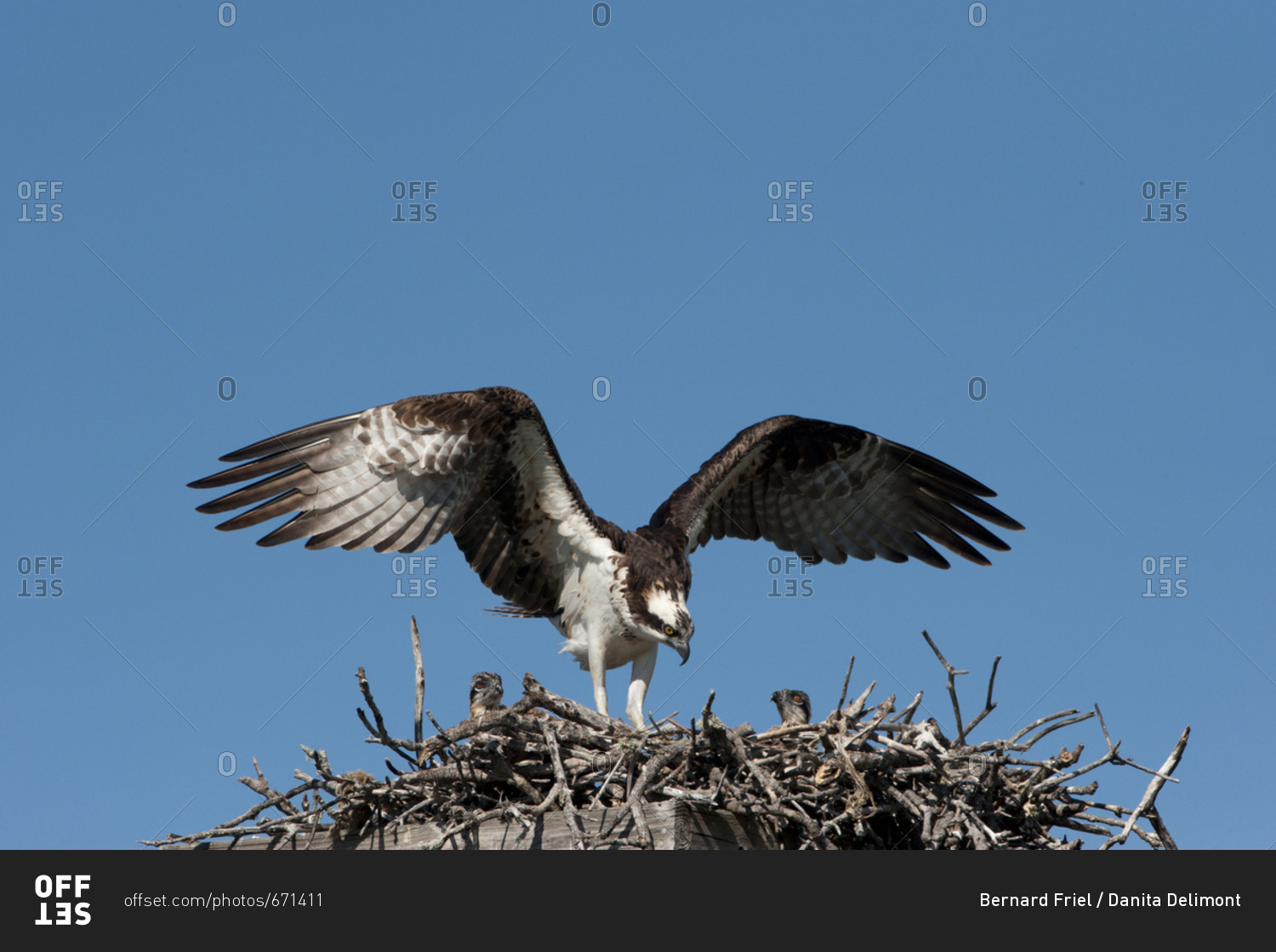 USA, Florida, Sanibel Island, Ding Darling NWR, Osprey nest with adults and two chicks