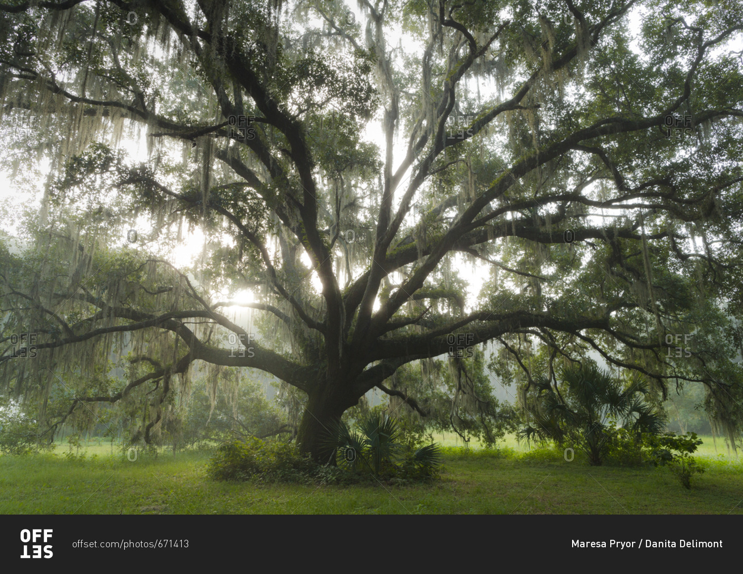 Beautiful Southern Live Oak tree, Quercus Virginiana, Central Florida