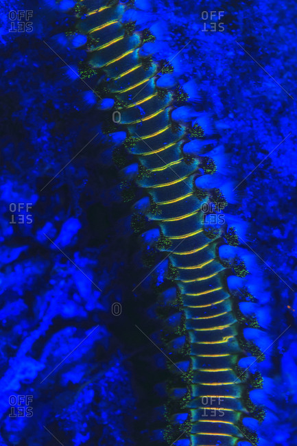 Bearded Fireworm (Hermodice carunculata), Underwater Fluorescence, Blue Heron Bridge, Intracoastal Waterway, West Palm Beach, Florida, USA