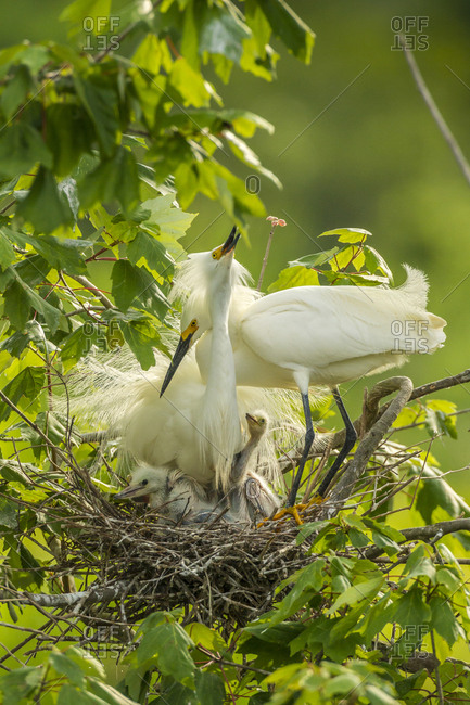 Egret Louisiana stock photos - OFFSET