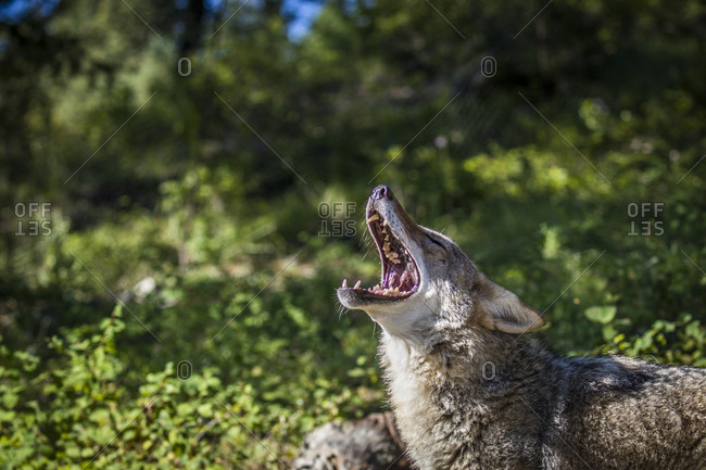 American Badger, Montana