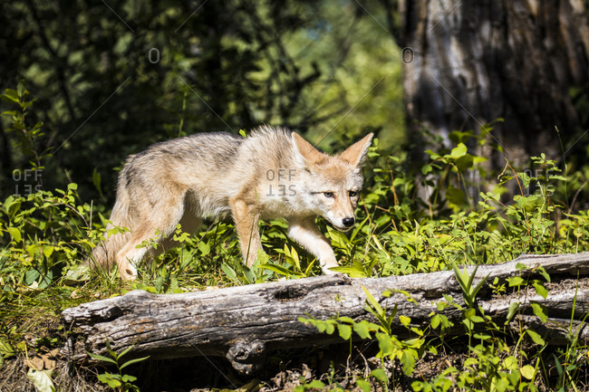 Glacier National Park, Montana, Coyote