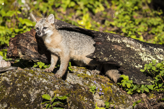 Glacier National Park, Montana, Grey Fox