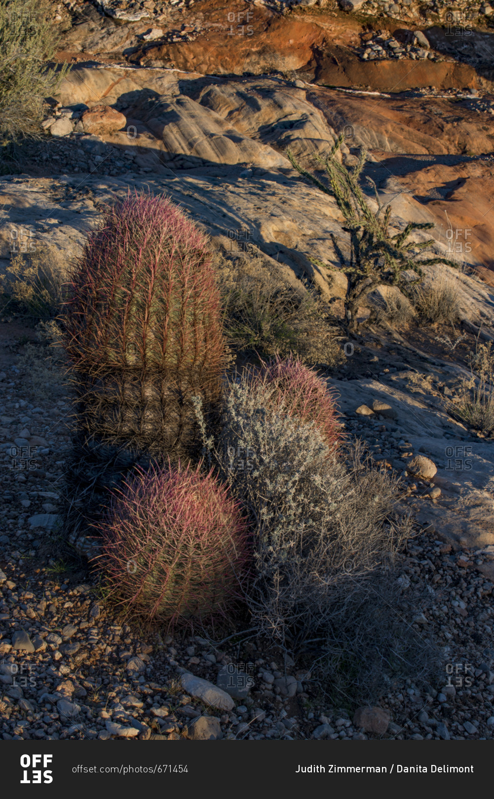 USA, Nevada, Barrel Cactus and other desert vegetation at Whitney Pockets, Gold Butte National Monument