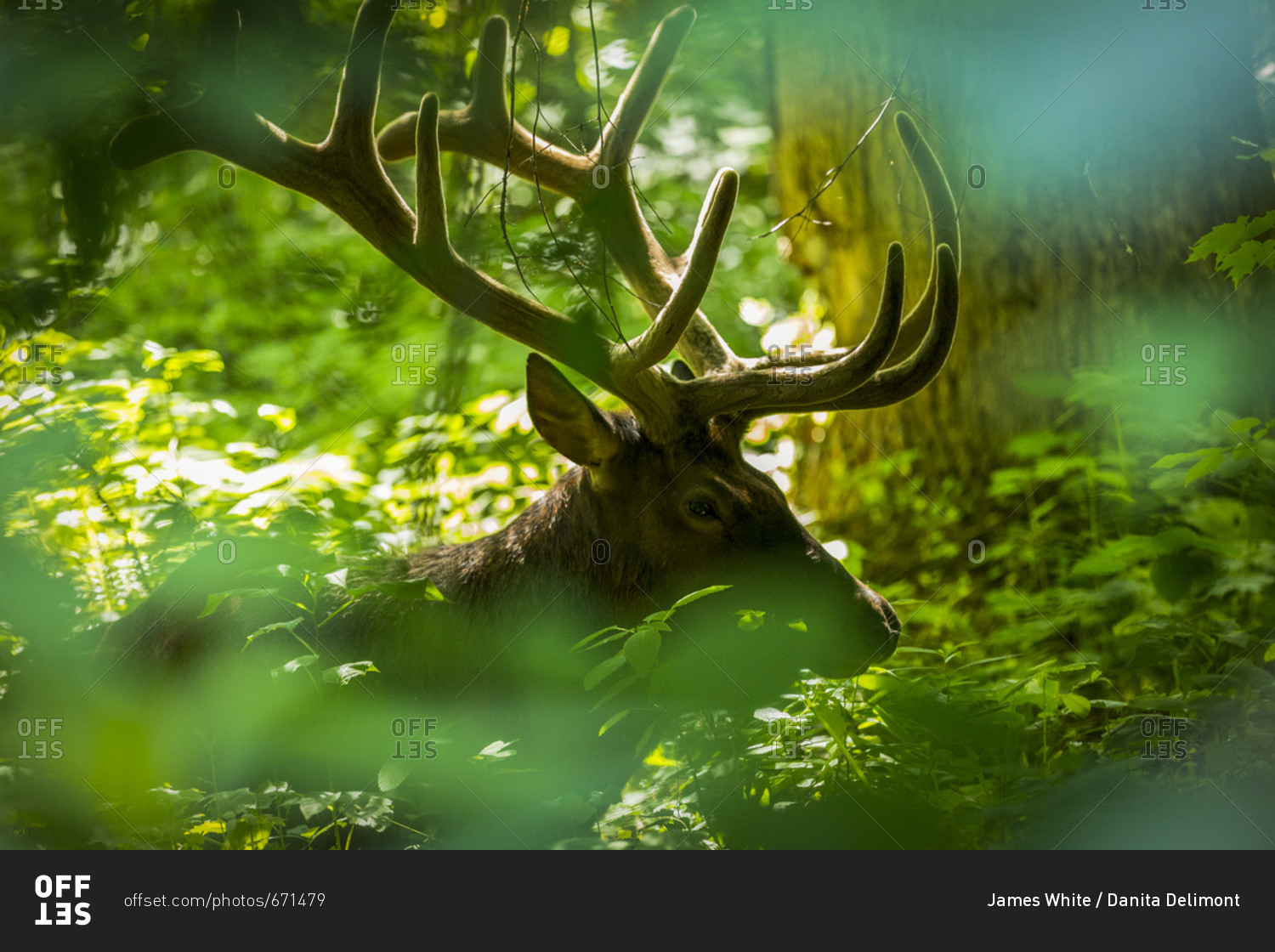 A rocky mountain elk is pictured resting in the thick forest of the Great Smoky Mountains National Park