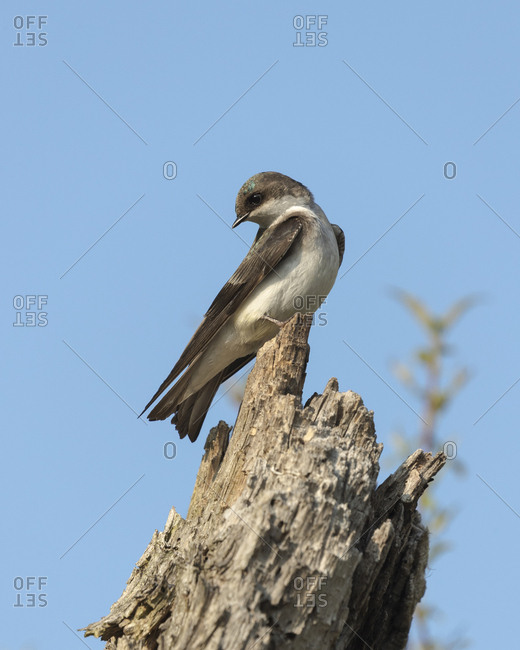 Tree swallow, (Adult female) Tachycineta bicolor, Magee Marsh Wildlife Area, Oregon, Ohio