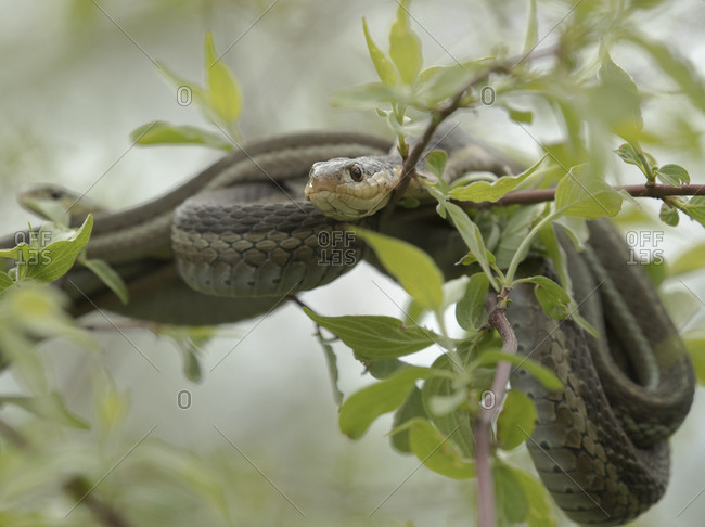 Eastern Garter Snakes mating, Thamnophis sirtalis sirtalis, Ottawa National Wildlife Refuge, Ohio