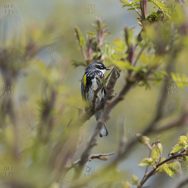Yellow-rumped warbler, Myrtle warbler, Audubon's warbler, Dendroica coronata, Magee Marsh Wildlife Area, Oregon, Ohio