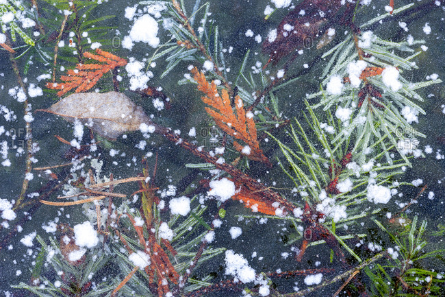 January Snow in Mill Creek, Washington State neighborhood