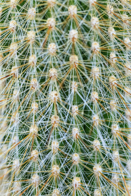 Silver Torch Cactus, Cleistocactus strausii, Native to Bolivia and Argentina, Cultivated in a garden in Seattle, Washington State