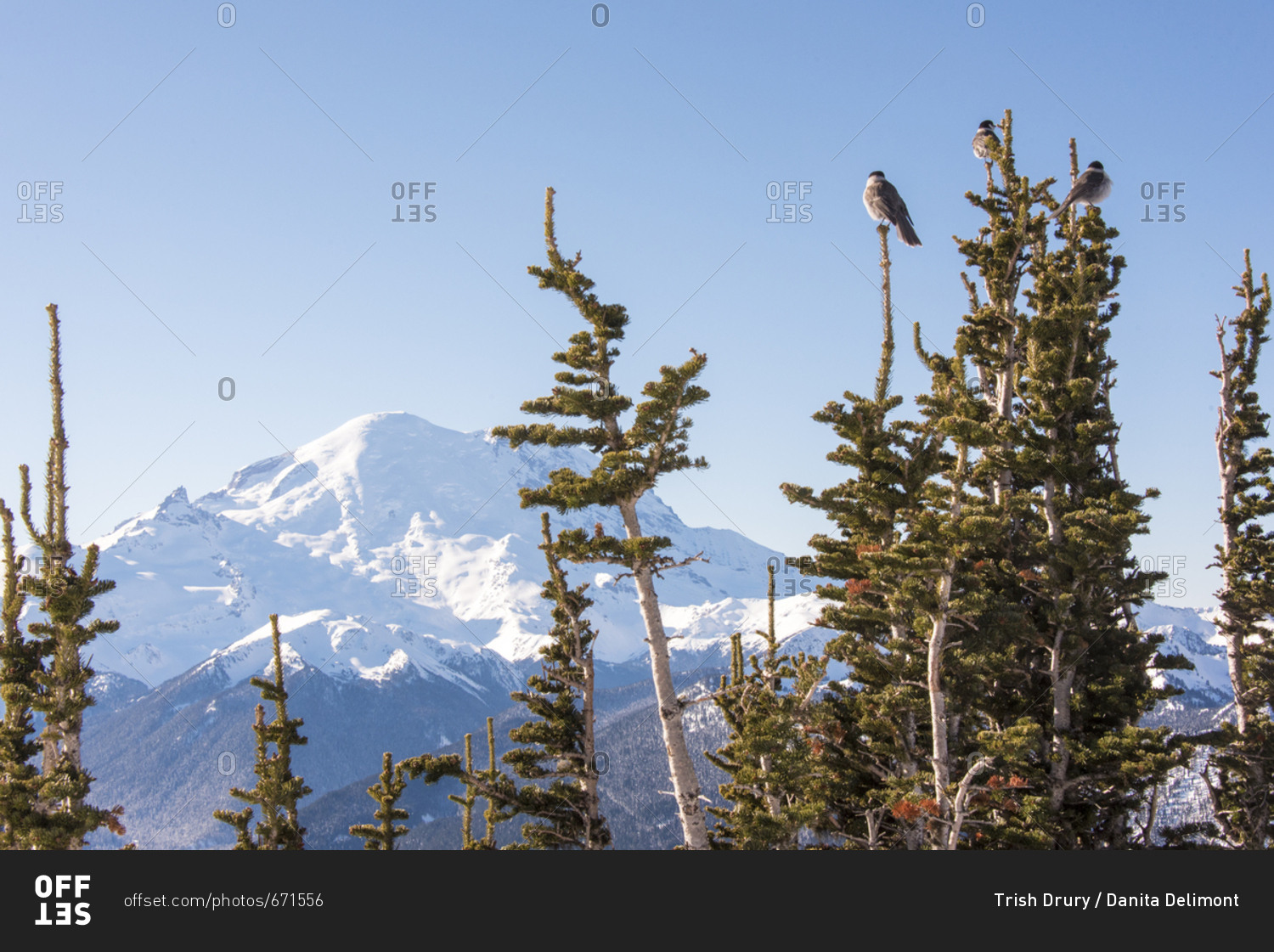USA, Washington State, Crystal Mountain Resort, Gray Jays (Perisoreus canadensis) perch with Mt, Rainier beyond, Summit accessed by gondola