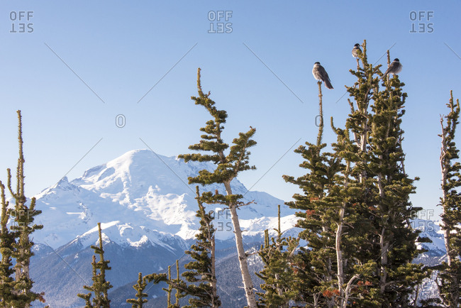 USA, Washington State, Crystal Mountain Resort, Gray Jays (Perisoreus canadensis) perch with Mt, Rainier beyond, Summit accessed by gondola