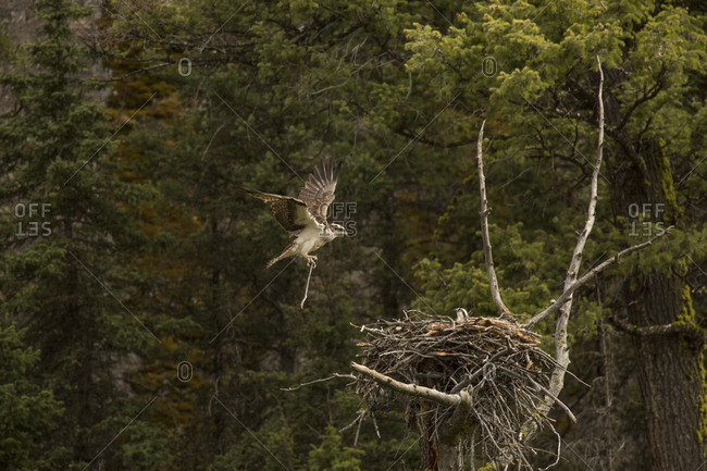 USA, Wyoming, Yellowstone National Park, Osprey lands with nesting material