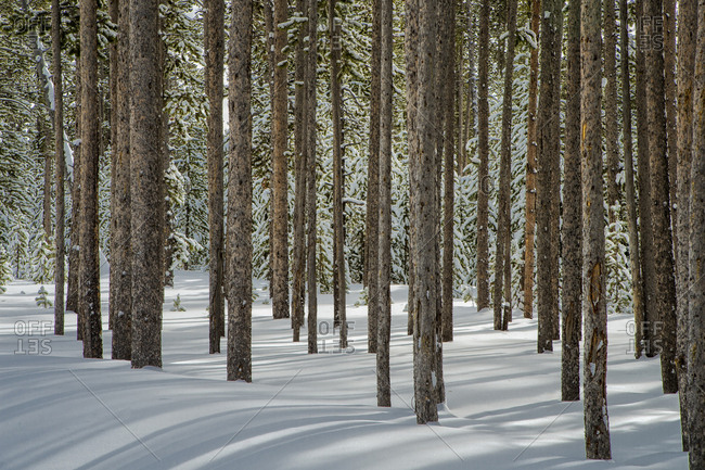 USA, Wyoming, Yellowstone National Park, winter, tree trunk group