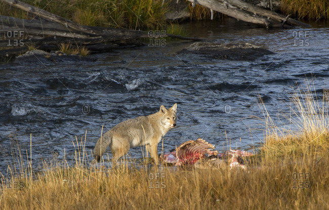 Yellowstone National Park, Wyoming, USA, Coyote standing over a dead elk carcass