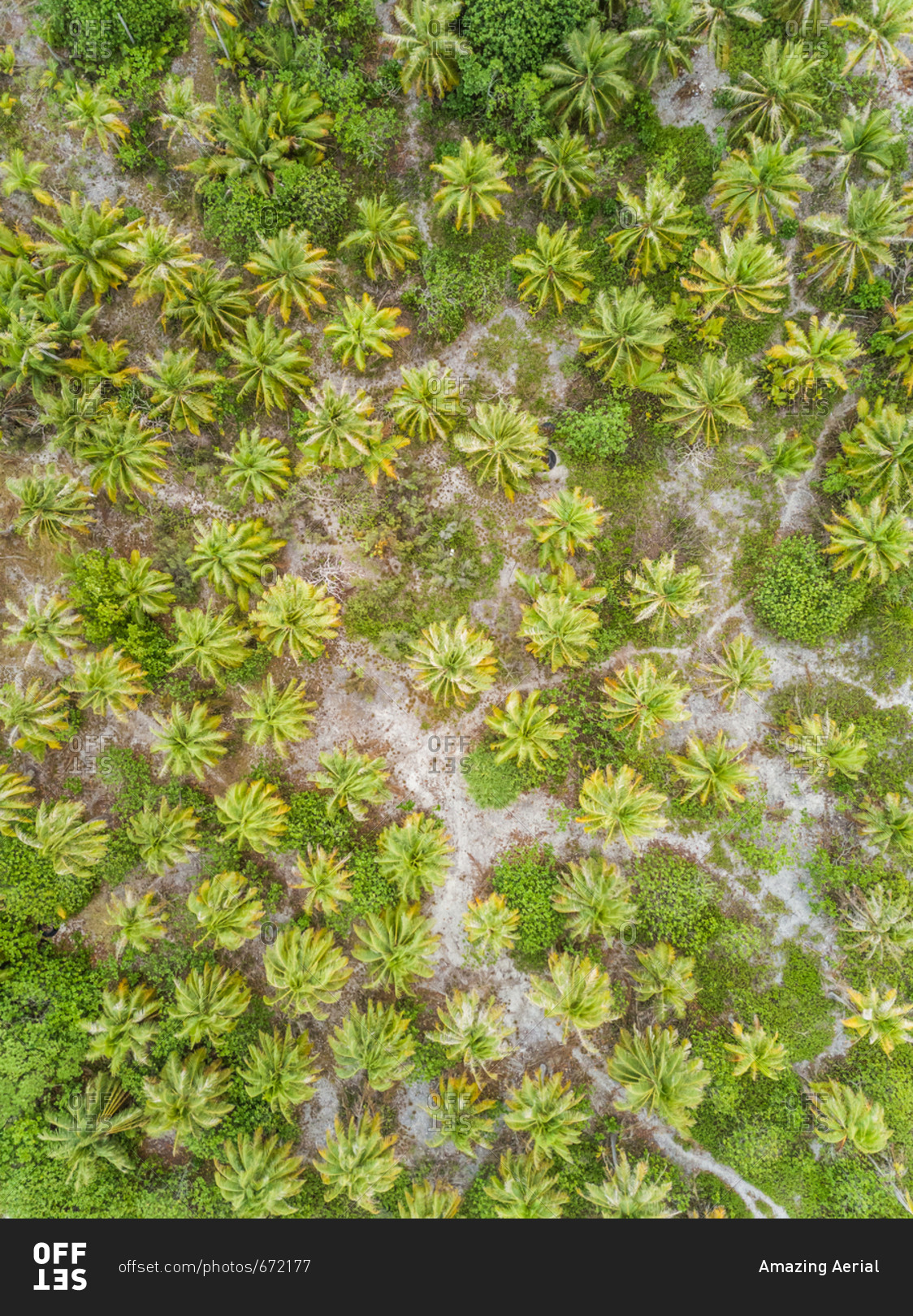Aerial view of vegetation on an island