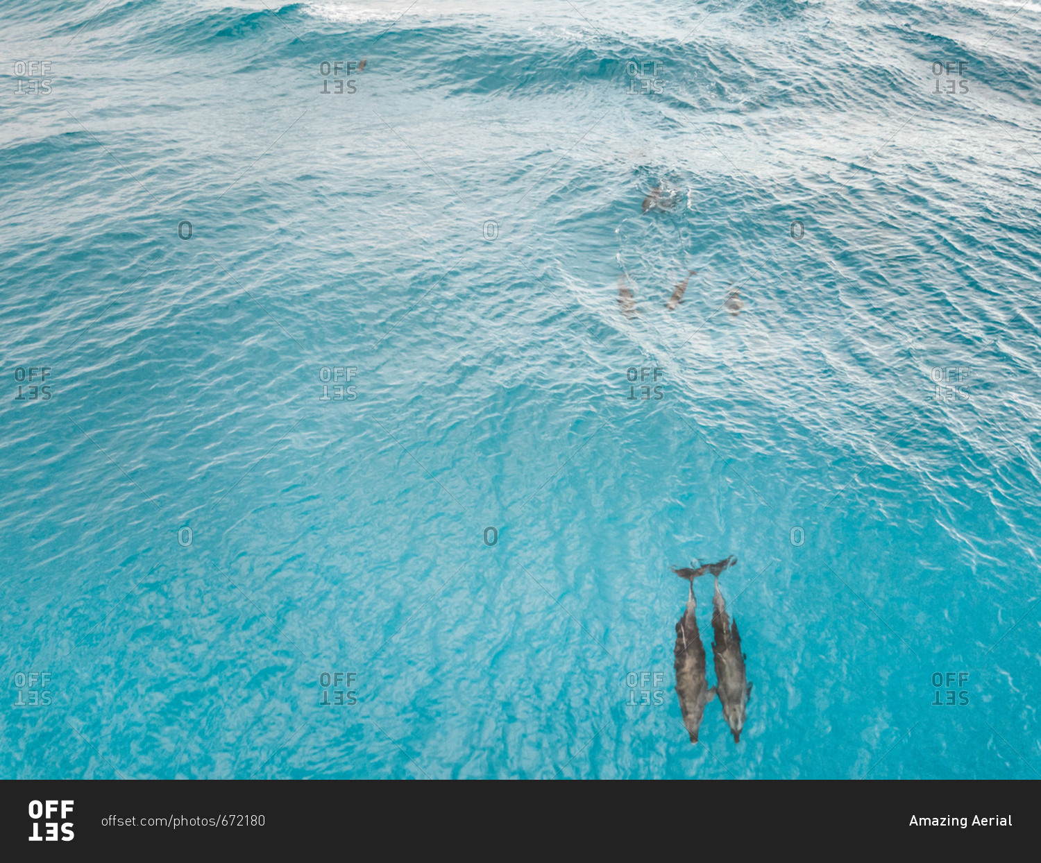 Aerial view of a group of Dolphin in the transparent sea in Tiputa pass on Tuamotu island, French Polynesia.
