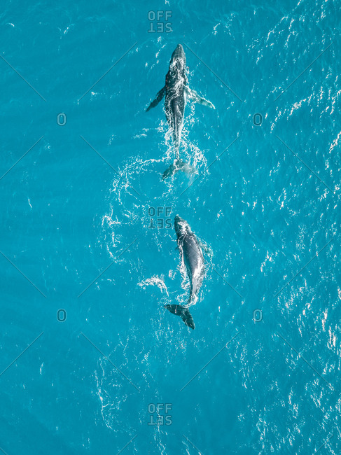 Aerial View Of Two Whales Shark Swimming In The Transparent Sea Of Moorea Island In French Polynesia Stock Photo Offset