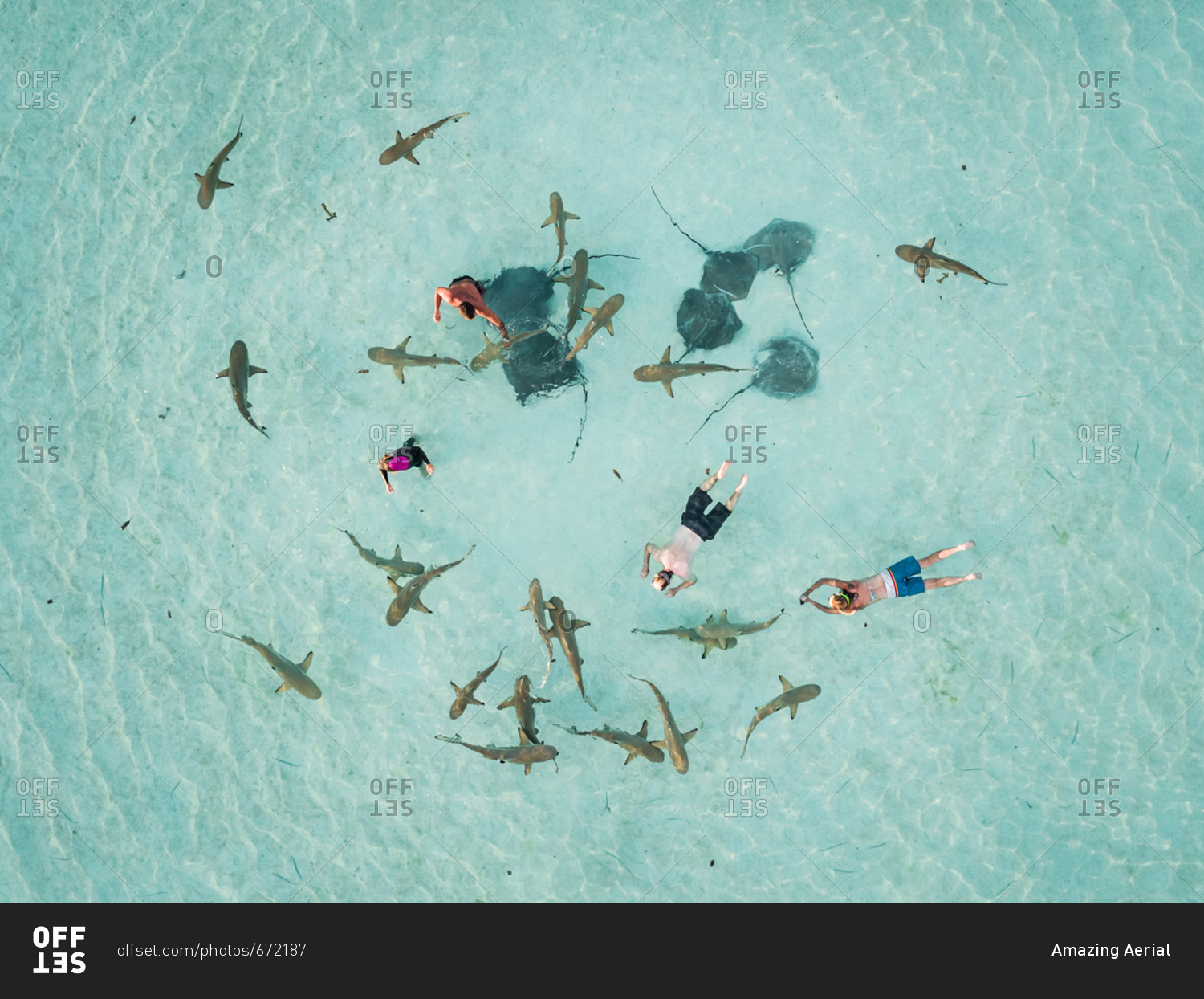 Aerial view of people swimming with sharks and sting rays in Moorea