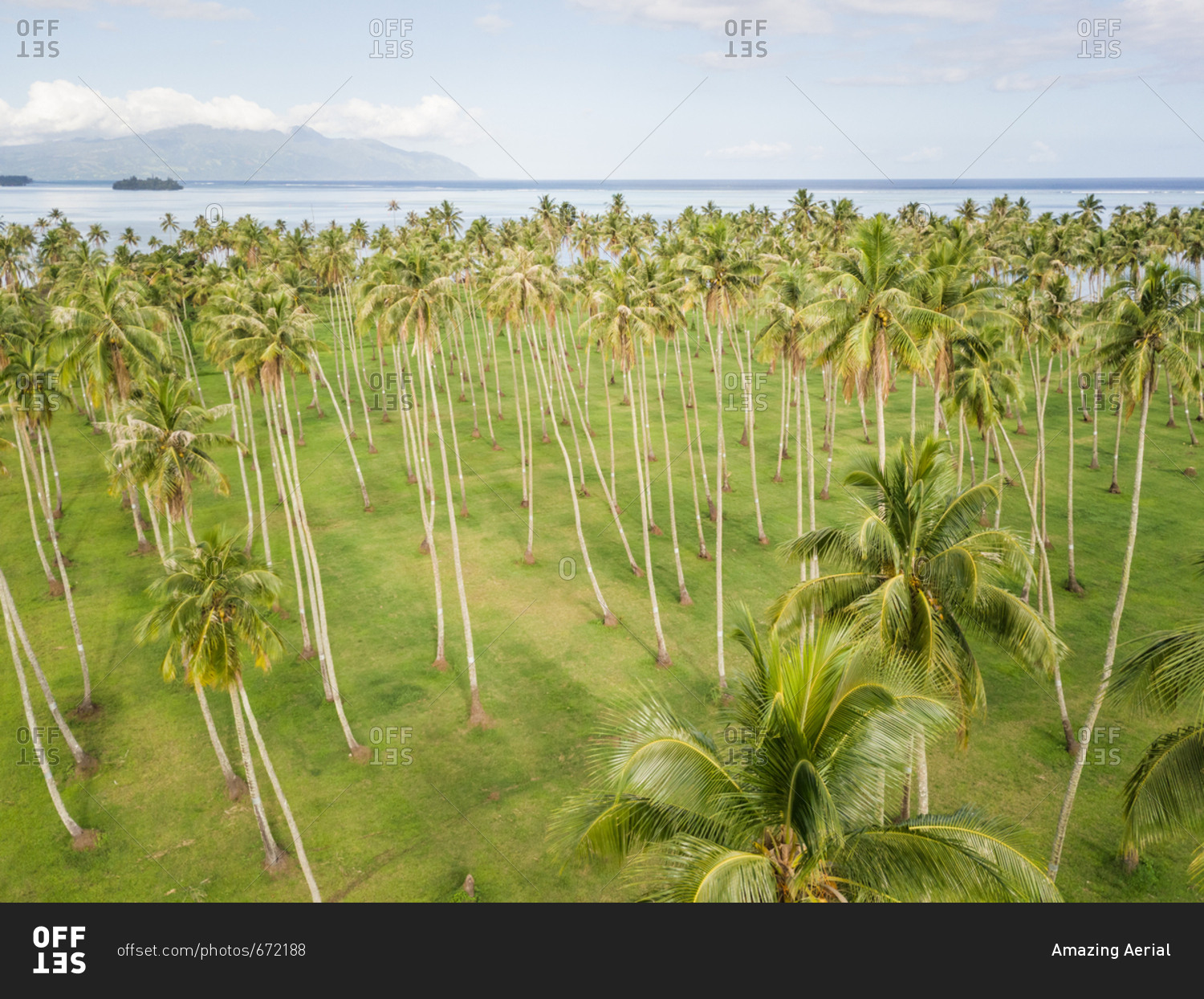 Aerial view of a forest of palm trees in Tahiti coast, French Polynesia.