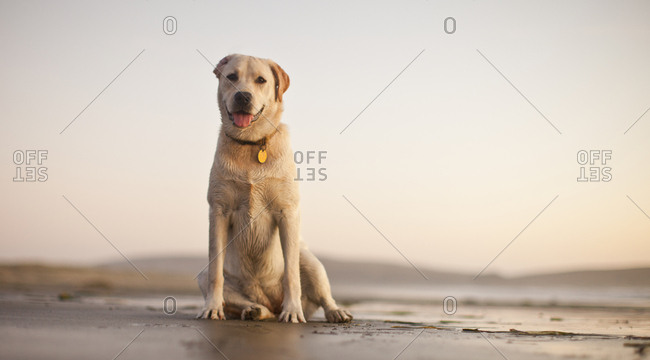 Portrait of dog sitting in the sand at the beach