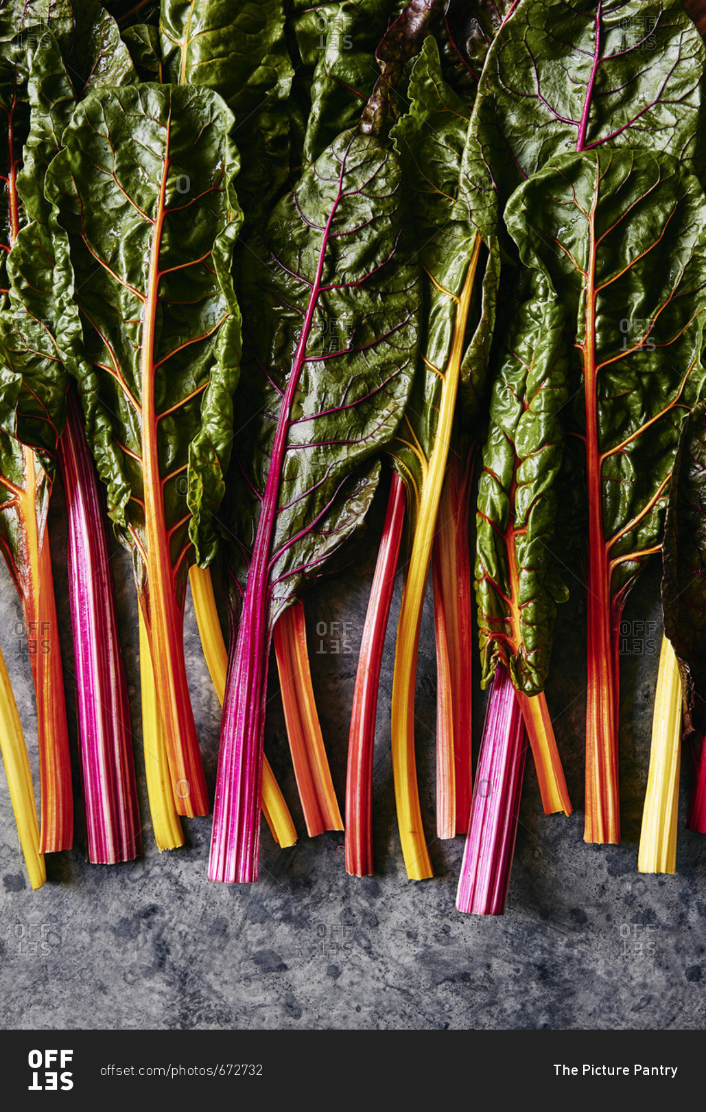 Freshly picked rainbow chard with multicolored stems