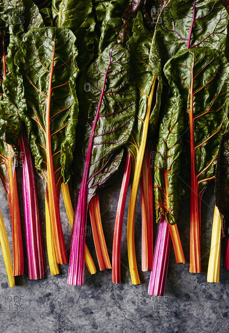 Freshly picked rainbow chard with multicolored stems