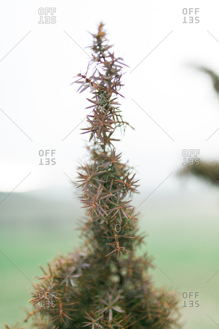 Close up of a spiny plant