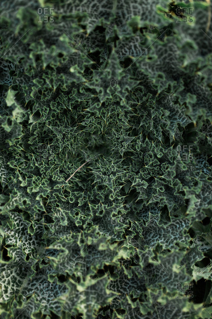 Cluster of green spiny leaves