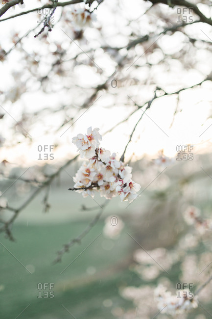 Cherry blossoms up close - Offset