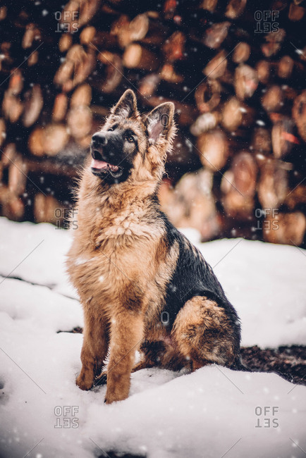 Ray, a German shepherd, poses for a photo Jan. 15, - PICRYL - Public Domain  Media Search Engine Public Domain Search