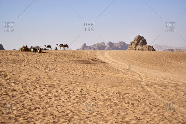 Group of camels in Wadi Rum (The Valley of the Moon), a protected desert wilderness in Jordan