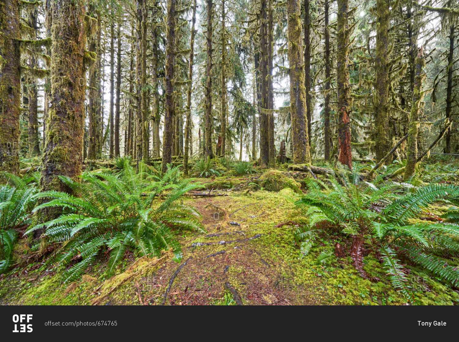 The Hoh rainforest, Olympic National Park, Washington