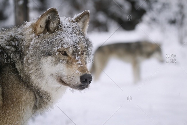 November 20, 2004: Close-up portrait of two wolves in the snowy wilderness