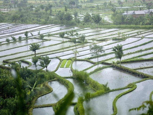 Bali, Indonesia - February 5, 2009: Rice Fields In Bali, Indonesia