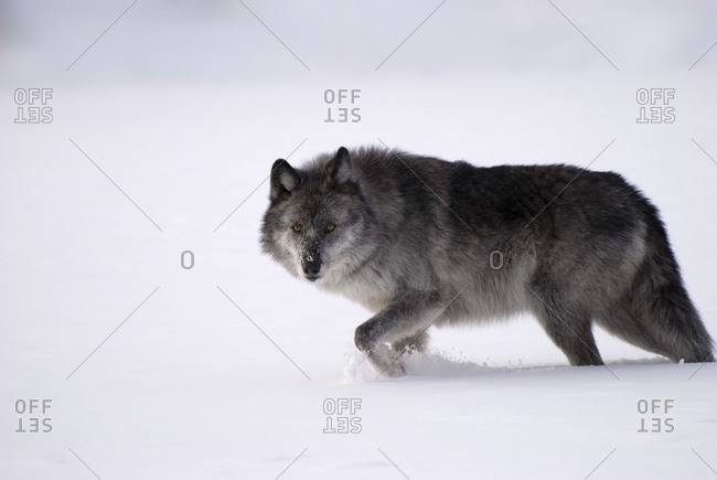 Alberta, Canada - December 18, 2008: Gray Wolf In Snow
