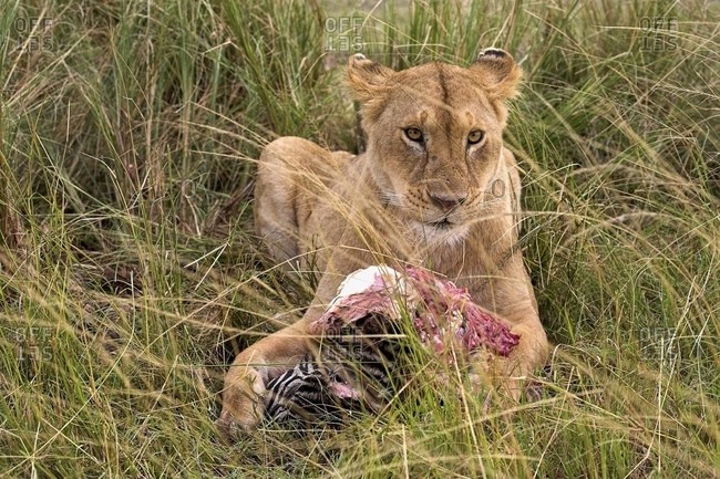 Masai Mara, Kenya, Africa - July 28, 2006: Lioness; Masai Mara, Kenya; Lioness With Prey