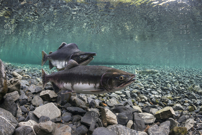Alaska, United States of America - August 11, 2012: Pink Salmon (Oncorhynchus Gorbuscha) Probes Her Redd While Her Alpha Male Guards In An Alaska Stream During Summer.