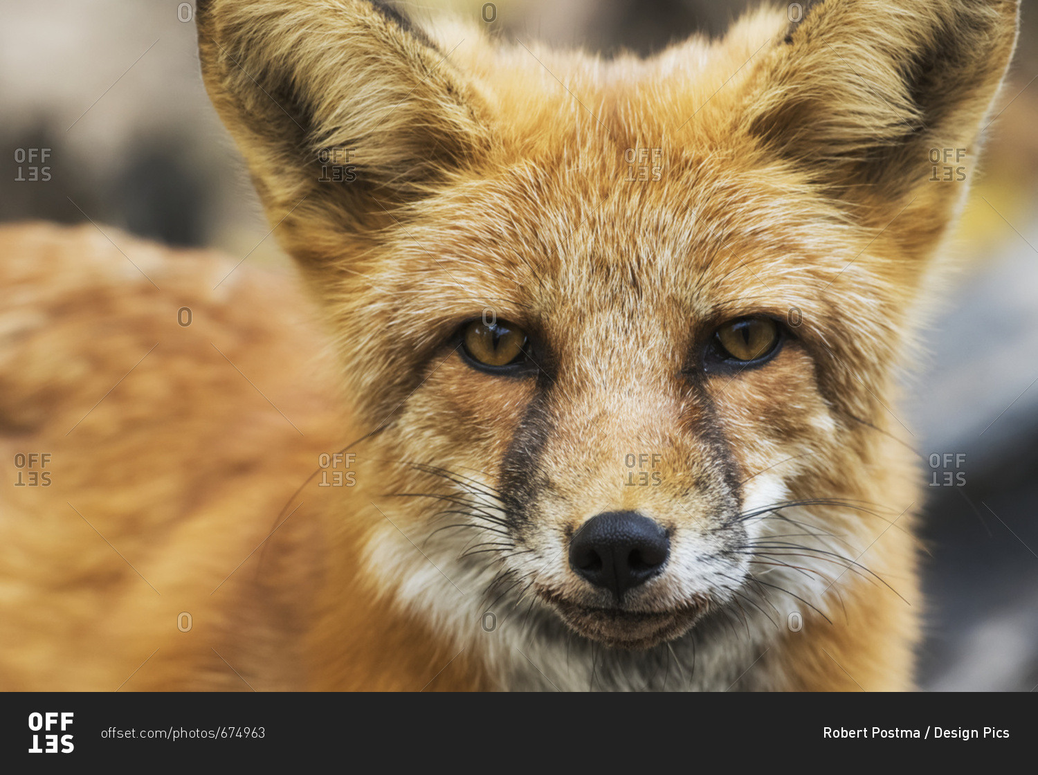 Whitehorse, Yukon, Canada - September 11, 2015: Red Fox (Vulpes Vulpes); Yukon, Canada