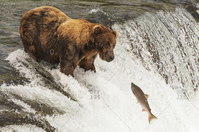 Alaska, United States of America - July 29, 2015: A Brown Bear (Ursus Arctic) With A Scar On It\'s Back Staring At A Salmon Just Feet Away From It\'s Mouth, Brooks Falls; Alaska, United States Of America