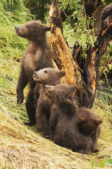 Alaska, United States of America - July 26, 2015: Four Brown Bear Cubs (Ursus Arctos) Are In A Row Under A Tree On The Grassy Bank Of Brooks River; Alaska, United States Of America