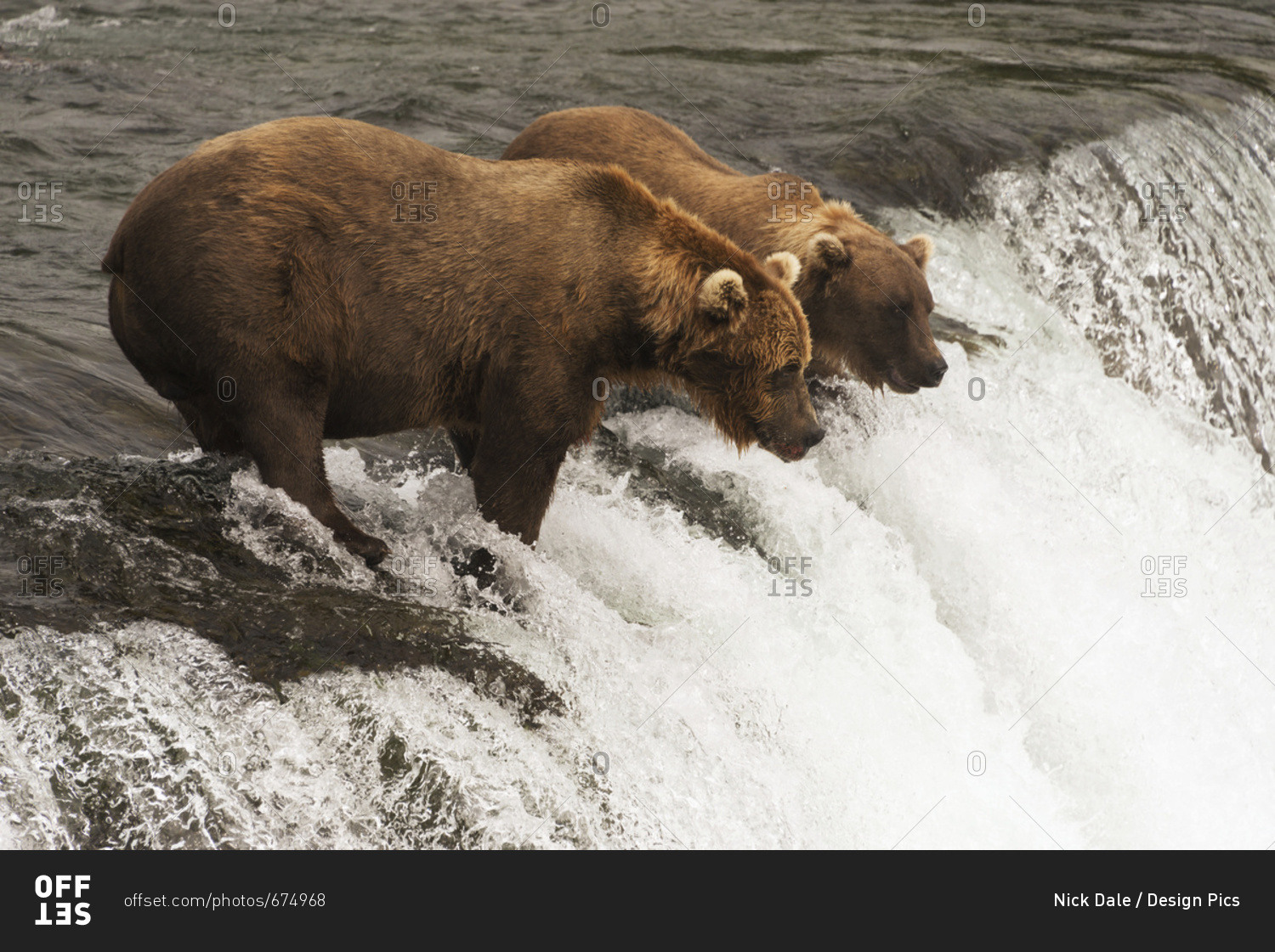 Alaska, United States of America - July 29, 2015: Two Brown Bears (Ursus Arctos) Staring Intently At The Water From The Top Of Brooks Falls, Waiting For Salmon To Jump; Alaska, United States Of America