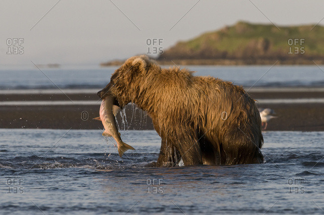 Alaska, United States of America - July 12, 2009: Brown Bear (Ursus Arctos) Fishing With Fish In It's Mouth, Katmai National Park; Alaska, United States Of America