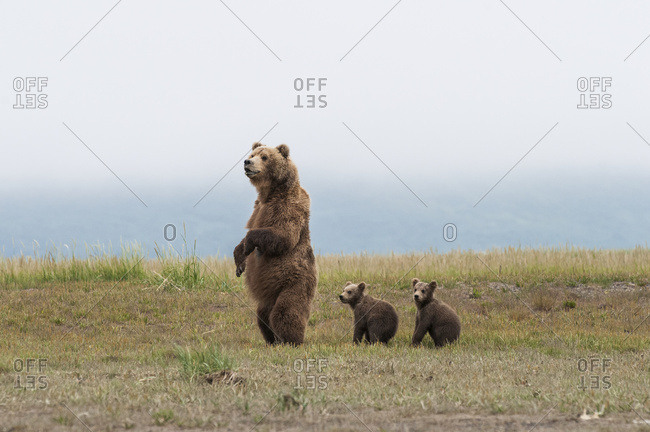 Alaska, United States of America - July 11, 2009: Brown Bear (Ursus Arctos) And Cubs Standing In A Row, Katmai National Park; Alaska, United States Of America