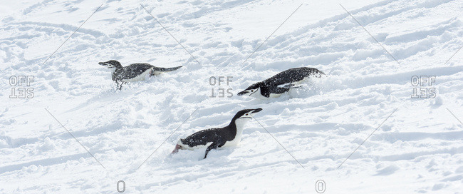 Elephant Island, South Shetland Islands, Antarctica - December 1, 2014: Chinstrap Penguins (Pygoscelis Antarctica) Playing In The Snow; Elephant Island, South Shetland Islands, Antarctica