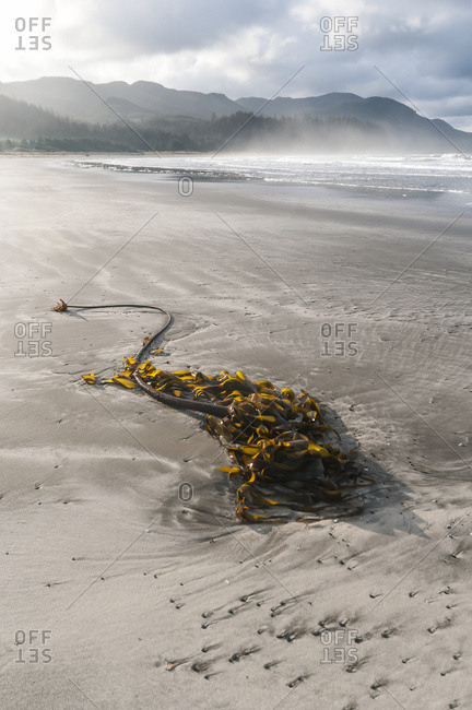Washington, United States of America - April 10, 2014: Kelp On The Beach And Clouds Over The Coastline; Washington, United States Of America