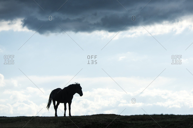 North Dakota, United States of America - July 3, 2016: Silhouette Of  A Wild Horse, Theodore Roosevelt National Park; North Dakota, United States Of America